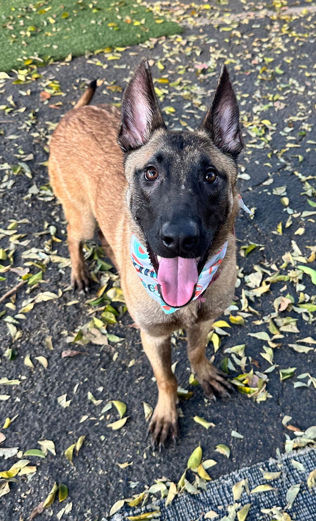 LEO - Belgian Shepherd Malinois available for adoption