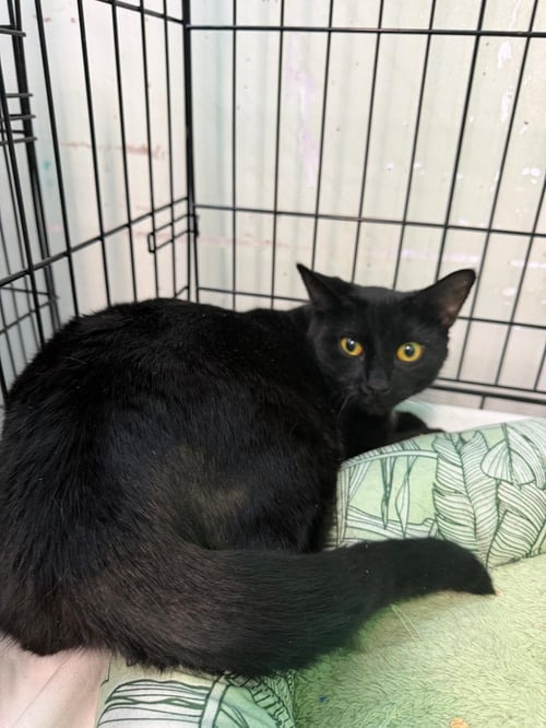 TAY - Domestic Short Hair available for adoption