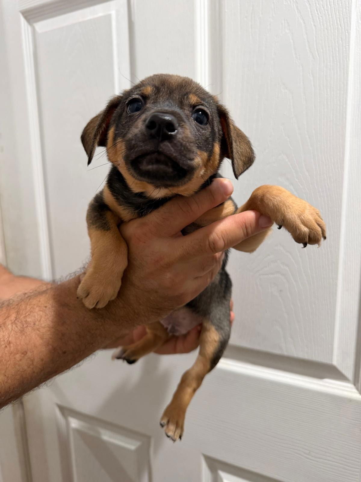 RAVIOLI - Chihuahua available for adoption