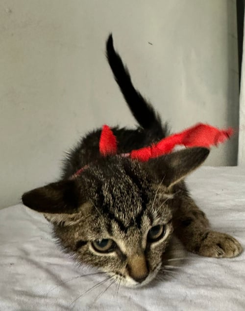 LEONARDO - Domestic Short Hair available for adoption