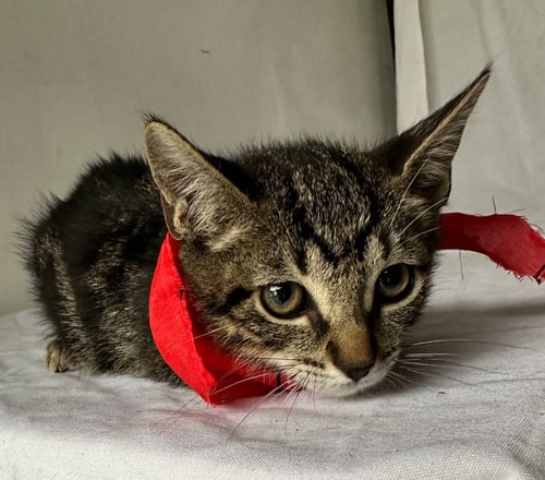 LEONARDO - Domestic Short Hair available for adoption
