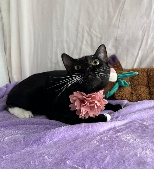 AMAIA - Domestic Short Hair available for adoption