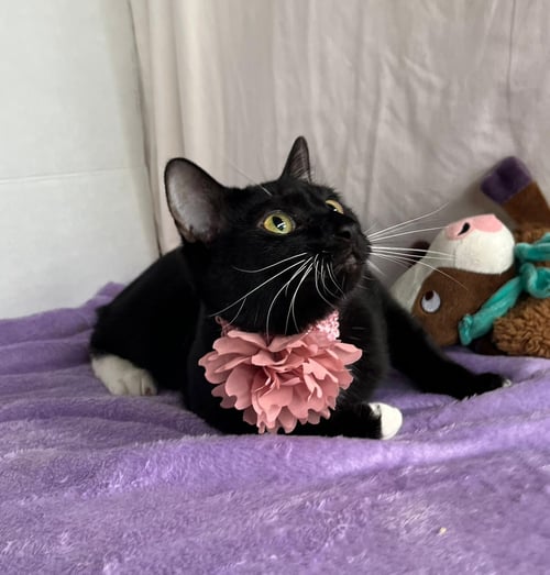 AMAIA - Domestic Short Hair available for adoption
