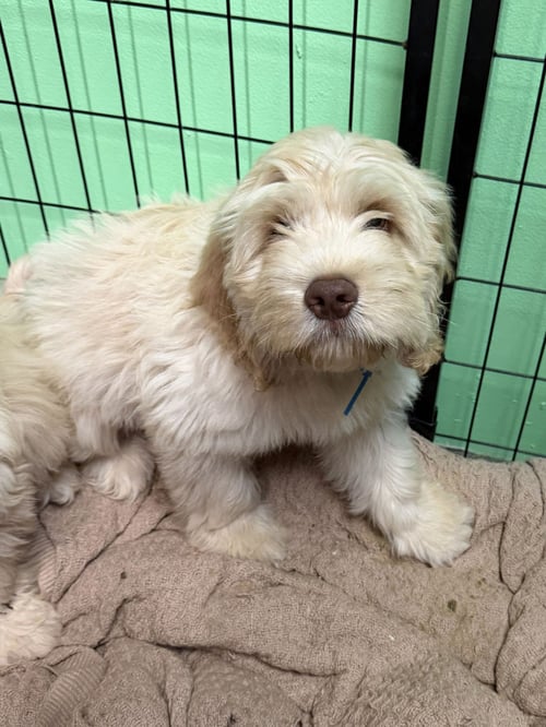 BUTTER - Cockapoo available for adoption