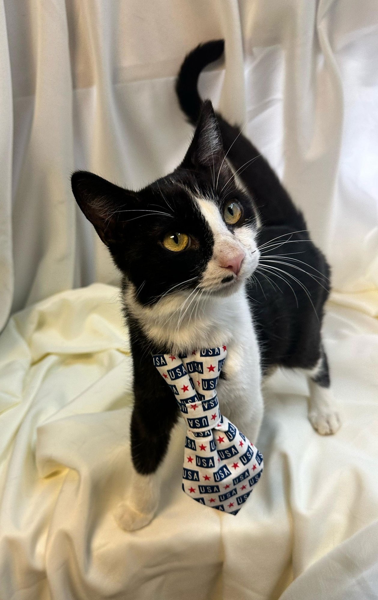 ZADEN - Domestic Medium Hair available for adoption