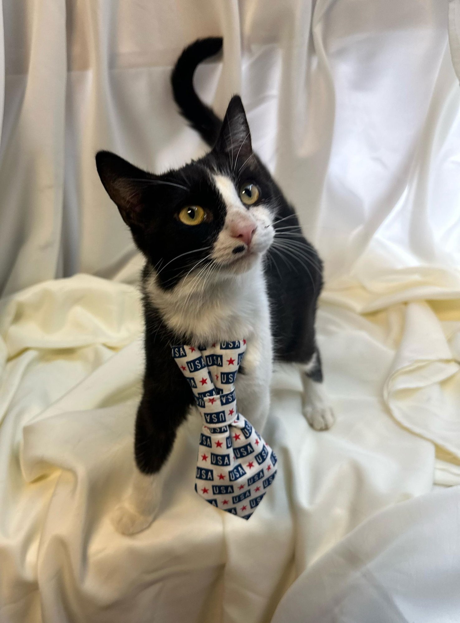 ZADEN - Domestic Medium Hair available for adoption