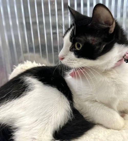 JANIS - Domestic Short Hair available for adoption