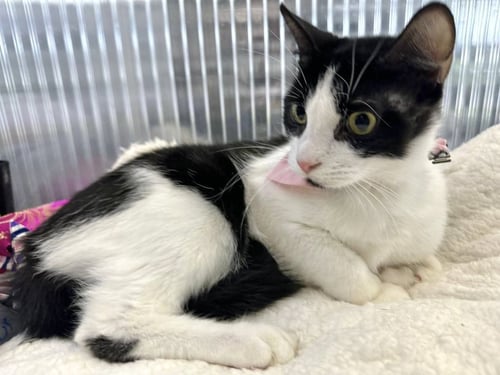JANIS - Domestic Short Hair available for adoption