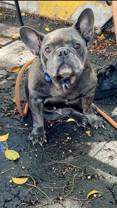 BRICE - French Bulldog for adoption in Sunrise