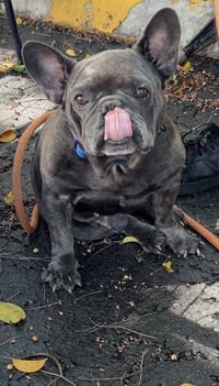 brice - Photo 2