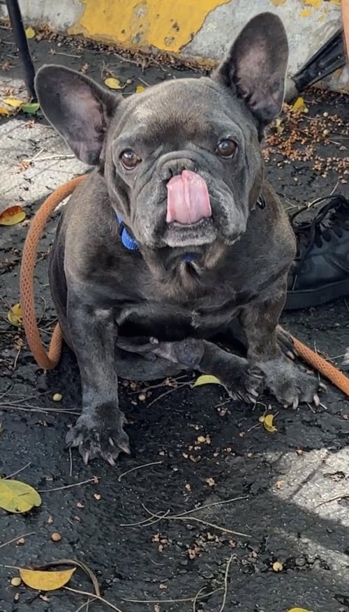 BRICE - French Bulldog available for adoption