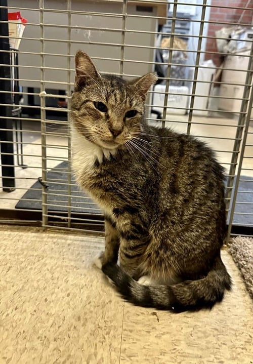 NEWMAN - Domestic Short Hair available for adoption