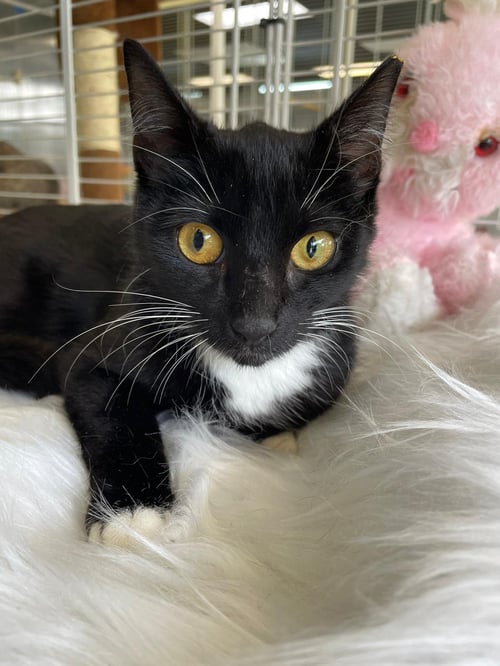 ALEJANDRINA - American Shorthair available for adoption