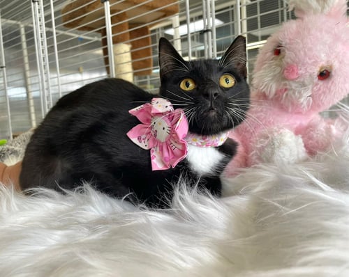 ALEJANDRINA - American Shorthair available for adoption