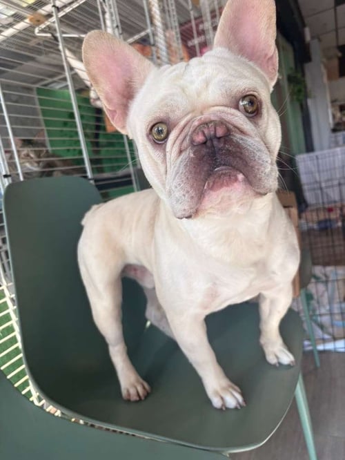 JACOB - French Bulldog available for adoption