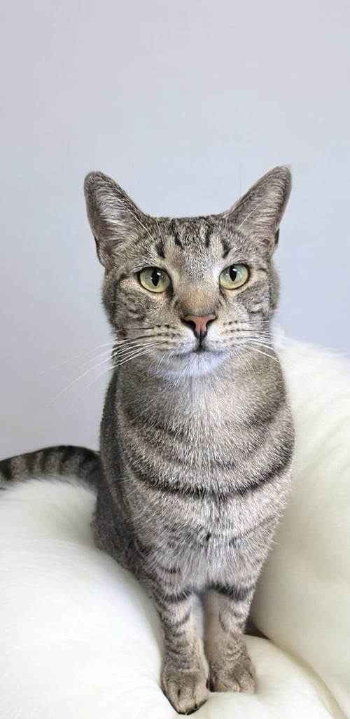 CARLOS - American Shorthair available for adoption