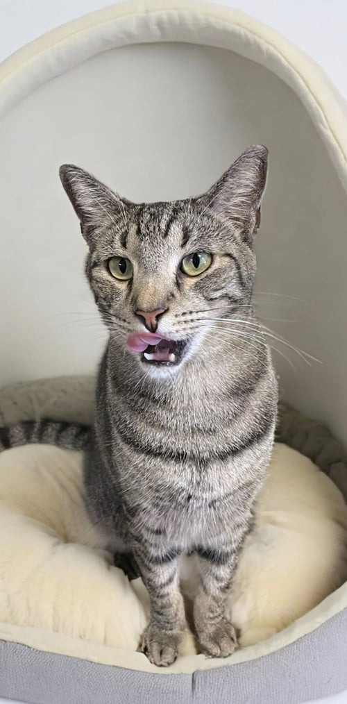 CARLOS - American Shorthair available for adoption