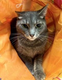 CAROLINA - Photo 3