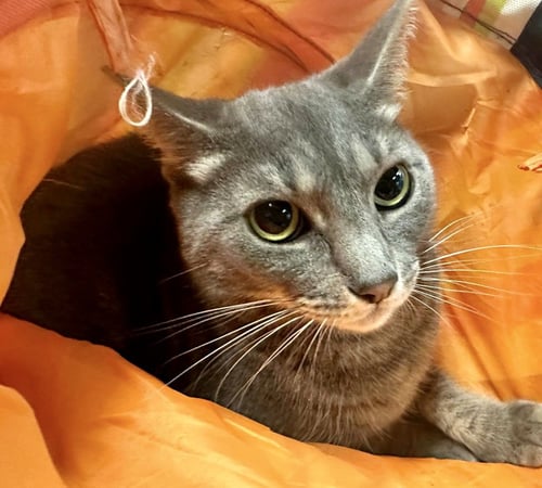 CAROLINA - Domestic Short Hair available for adoption
