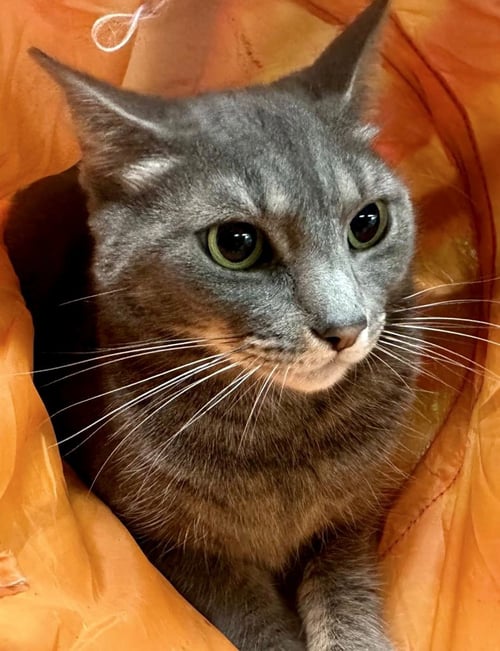 CAROLINA - Domestic Short Hair available for adoption