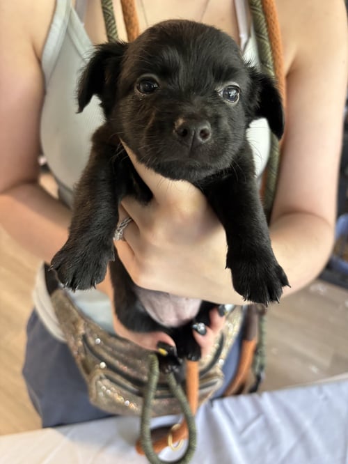 JUNIPER - Chihuahua available for adoption