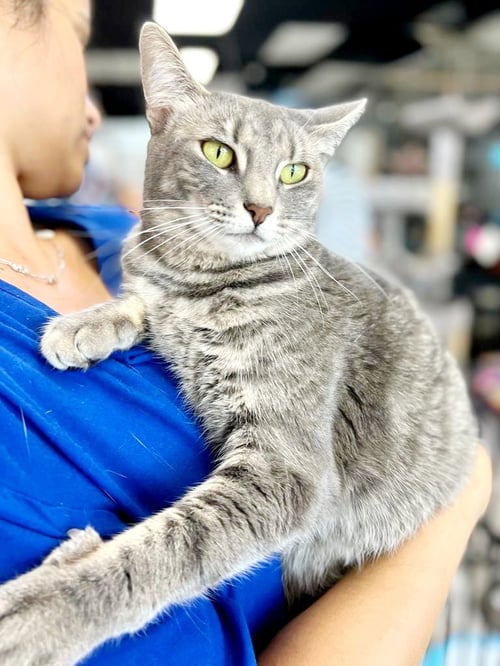 MILENA - American Shorthair available for adoption