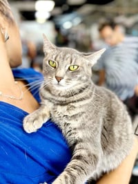 Milena - Photo 6