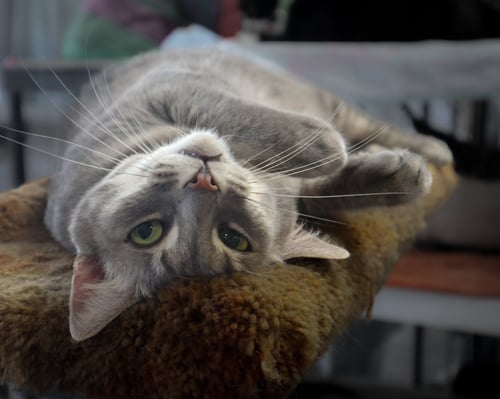 MILENA - American Shorthair available for adoption