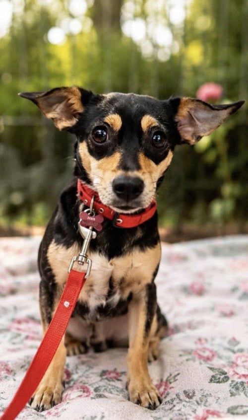 BELLA - Chihuahua / Miniature Pinscher available for adoption