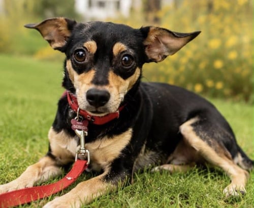 BELLA - Chihuahua / Miniature Pinscher available for adoption