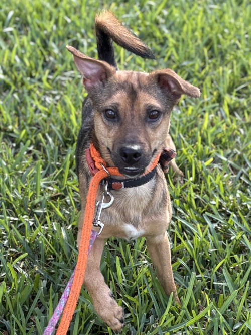 ELIJAH - Chihuahua / Terrier available for adoption