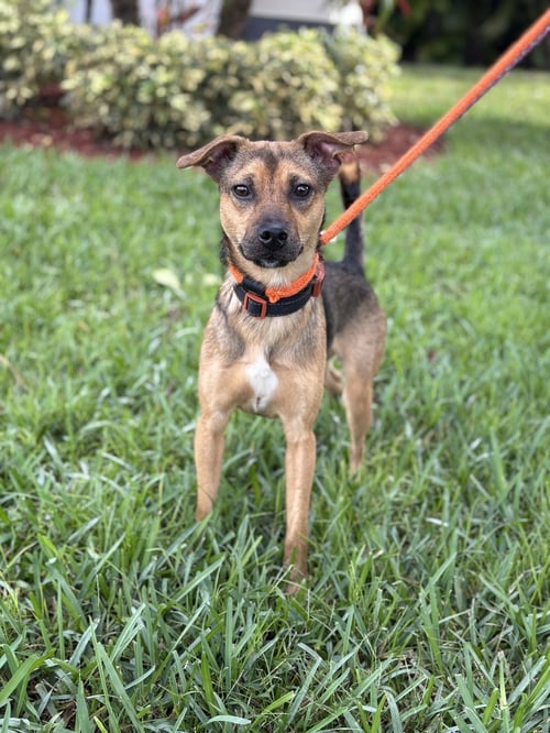 ELIJAH - Chihuahua / Terrier available for adoption