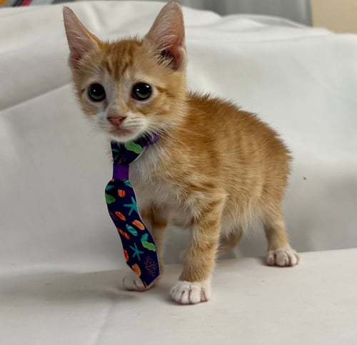 AURELIO - Domestic Short Hair available for adoption