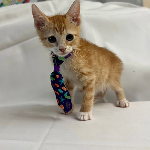 AURELIO - Domestic Short Hair available for adoption