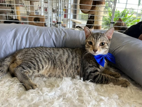 QUARTZO - Domestic Short Hair available for adoption