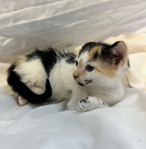 HONEYBEE - Domestic Short Hair / Calico available for adoption
