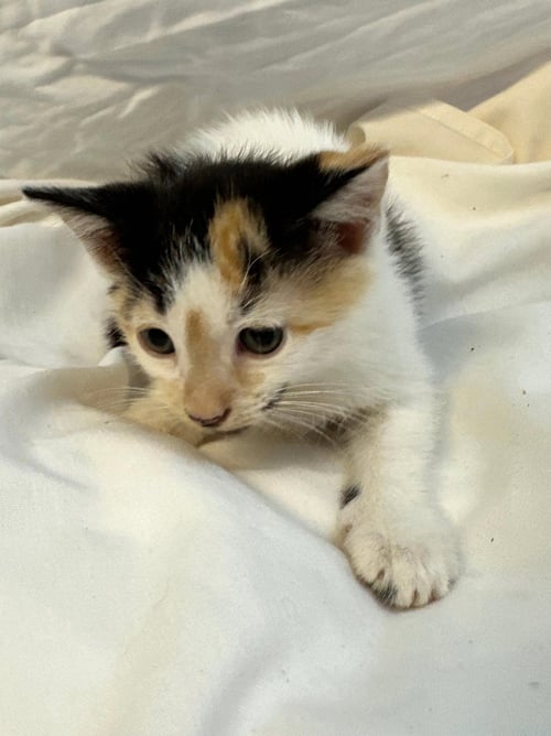 HONEYBEE - Domestic Short Hair / Calico available for adoption