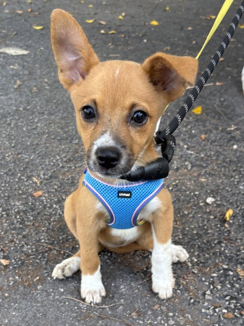 INDY - Basenji / Chihuahua available for adoption