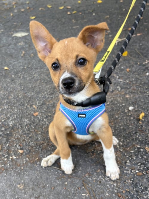 INDY - Basenji / Chihuahua available for adoption
