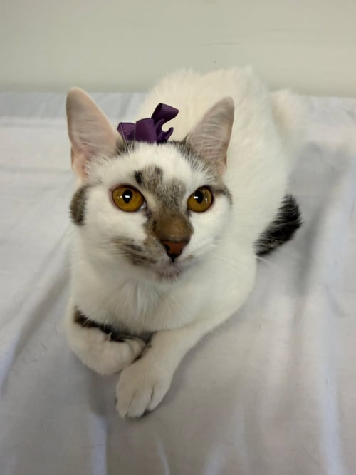 MILHOUSE - Domestic Short Hair available for adoption