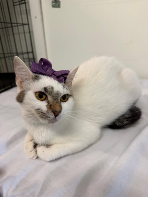 MILHOUSE - Domestic Short Hair available for adoption