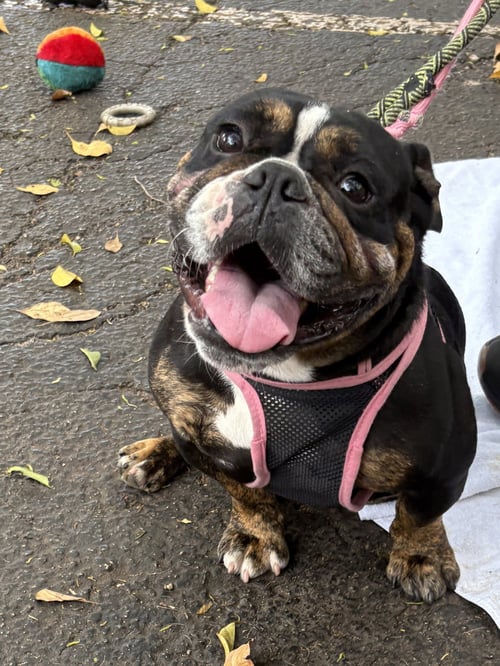RASPBERRY - Bulldog available for adoption