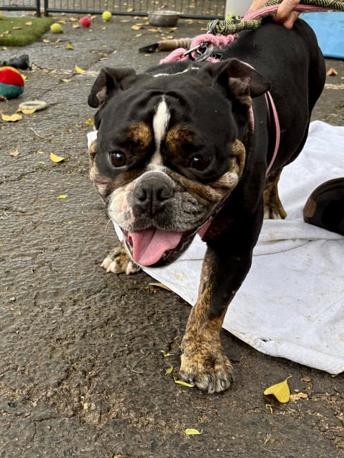 RASPBERRY - Bulldog available for adoption