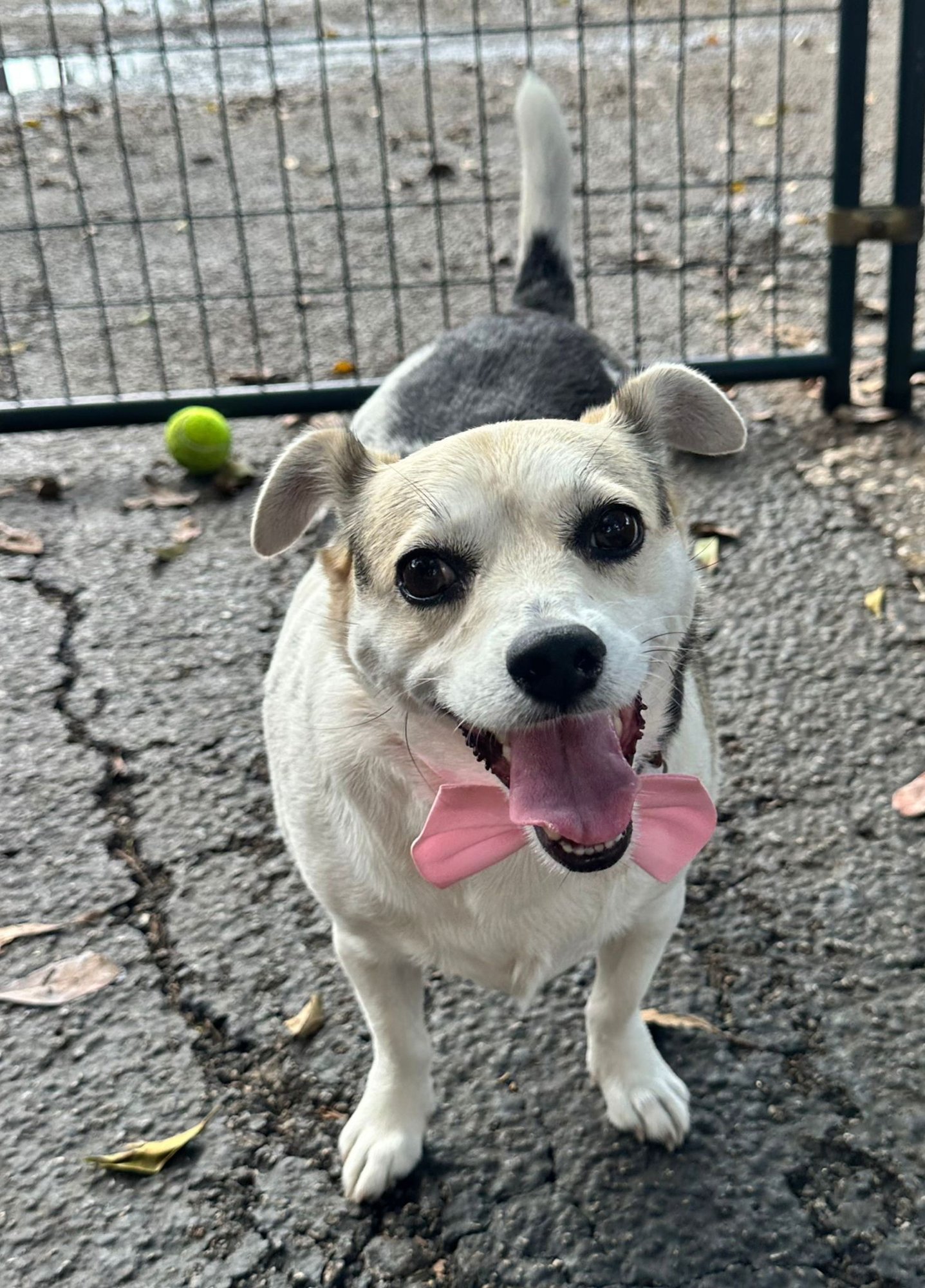 MIMI - Jack Russell Terrier available for adoption