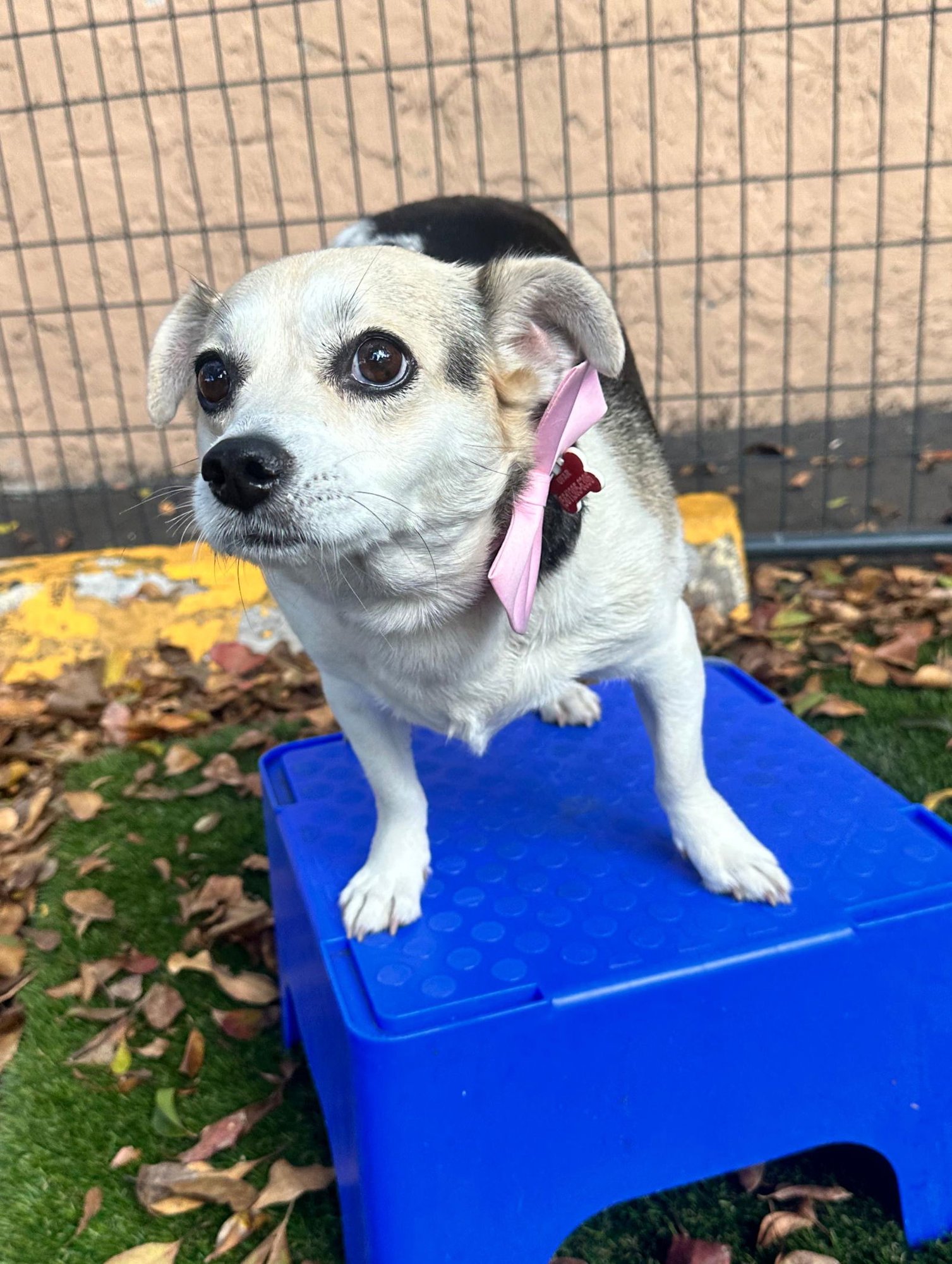 MIMI - Jack Russell Terrier available for adoption