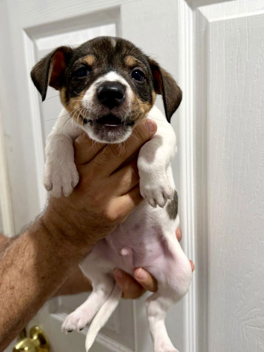 RISOTTO - Chihuahua available for adoption