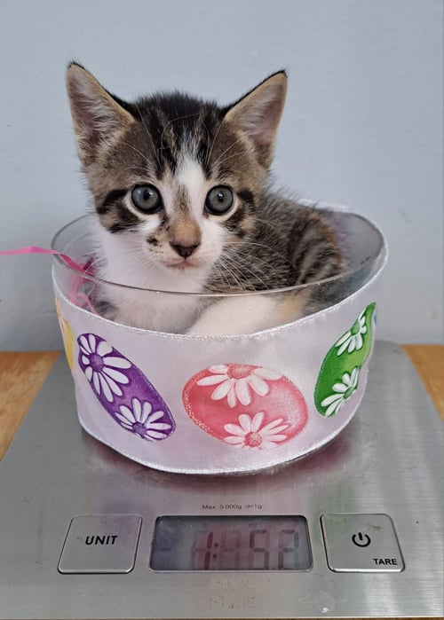 EROS - Domestic Short Hair available for adoption