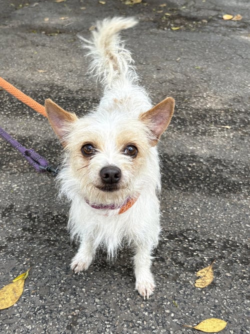 JUNE - Yorkshire Terrier Yorkie / Chihuahua available for adoption