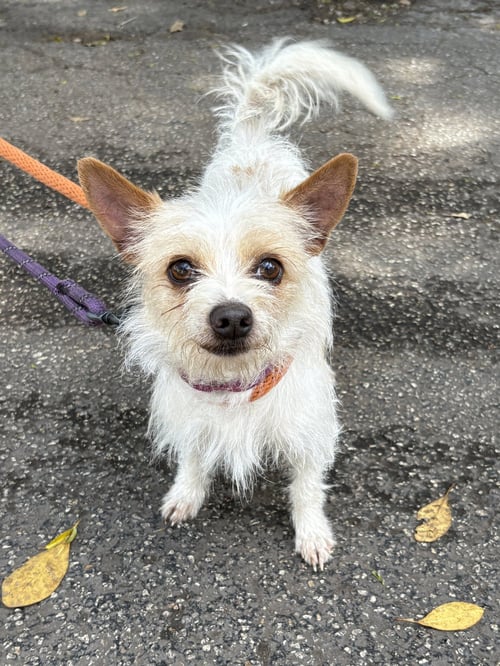 JUNE - Yorkshire Terrier Yorkie / Chihuahua available for adoption