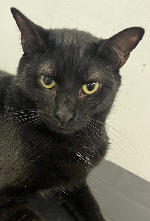 CLARICE BABY - Domestic Short Hair available for adoption